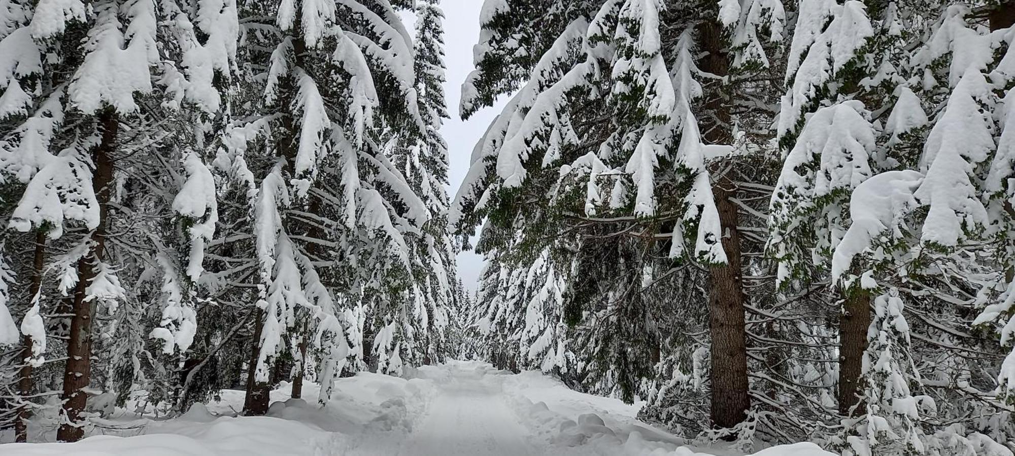 Vila Monte Zen Žabljak Exteriér fotografie